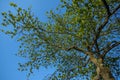 Tree view from below. Almond, Terminalia catappa. Bengal almond tree.