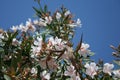 Almond tree