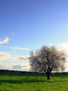 Almond tree Royalty Free Stock Photo