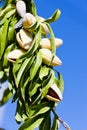 Almond tree Royalty Free Stock Photo