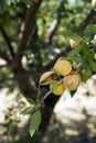 Almond Nuts Still on Tree Farmers Orchard