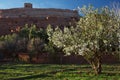 Almond tree and Ait Benhaddou Ksar Kasbah, Morocco