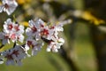 Almond tree with almonds, white and pink flowers Royalty Free Stock Photo