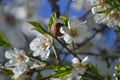 Almond tree with almonds, white pink flowers and blue sky Royalty Free Stock Photo