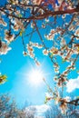 Almond Tree With Beautiful White blossoming flowers