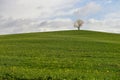 Almond tree in bloom, in fields of green cereals, in a slightly undulating landscape