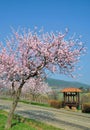 Almond Tree in bloom,Palatinate,Germany Royalty Free Stock Photo