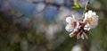 Almond tree bloom orchard tree flower, close up view. Spring blossom, copy space Royalty Free Stock Photo