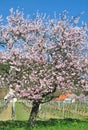 Almond Tree in bloom,Palatinate,Germany Royalty Free Stock Photo