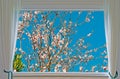 Almond tree and window