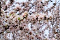 almond tree bloom Royalty Free Stock Photo