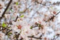 almond tree bloom Royalty Free Stock Photo