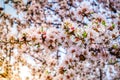 almond tree bloom Royalty Free Stock Photo