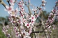 Almond tree blooming