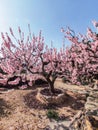 Almond tree blooming in February. Pink almond flowers over blue sky Royalty Free Stock Photo