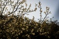 almond tree blooming at sunset