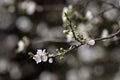 An almond tree white blooms. Royalty Free Stock Photo