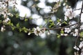 An almond tree white blooms. Royalty Free Stock Photo