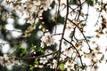 An almond tree white blooms. Royalty Free Stock Photo