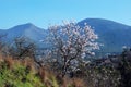 Almond tree in blossom, Andalusia, Spain.