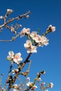 Almond tree blossom Royalty Free Stock Photo