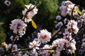 Almond tree blossom Royalty Free Stock Photo