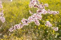 Almond tree blossom Royalty Free Stock Photo