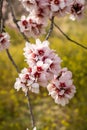 Almond tree blossom Royalty Free Stock Photo