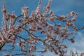 Almond tree blossom Royalty Free Stock Photo