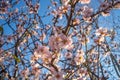 Almond tree blossom Royalty Free Stock Photo