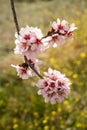 Almond tree blossom Royalty Free Stock Photo