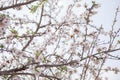 Almond tree blossom background flower and branches early spring seasonal plant Royalty Free Stock Photo