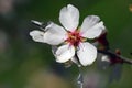 Almond tree blossom Royalty Free Stock Photo