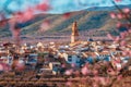 Almond tree blossom in countryside Alcublas