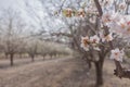 Almond tree blossom flower and branches close up over grove background early spring seasonal plant Royalty Free Stock Photo