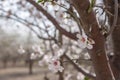 Almond tree blossom close up flower and branches early spring seasonal plant Royalty Free Stock Photo