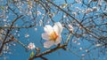 Almond tree blossom macro over blue sky and blooming almond tree on background Royalty Free Stock Photo