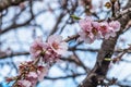 Almond tree blossom Royalty Free Stock Photo