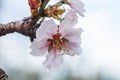 Almond tree blossom Royalty Free Stock Photo