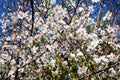 Almond tree blossom Royalty Free Stock Photo