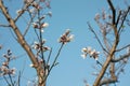 Almond tree blossom at sunset. Growing almonds Royalty Free Stock Photo