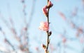 Almond tree blossom at sunset. Growing almonds Royalty Free Stock Photo