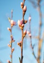Almond tree blossom at sunset. Growing almonds Royalty Free Stock Photo