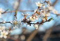 Almond tree blossom at sunset. Growing almonds Royalty Free Stock Photo
