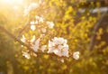 Almond tree blossom at sunset. Growing almonds Royalty Free Stock Photo