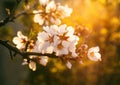 Almond tree blossom at sunset. Growing almonds Royalty Free Stock Photo