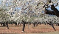 Blossoming almond tree field