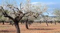 Blossoming almond tree field wide