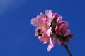 Almond tree blossoms Royalty Free Stock Photo