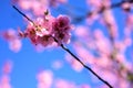 Almond tree blossoms against a blue sky Royalty Free Stock Photo